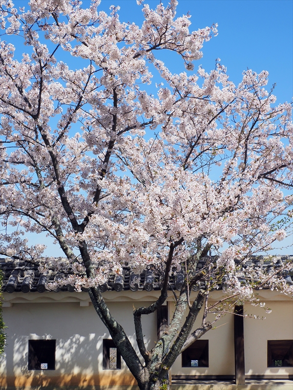 1084_松山城_愛媛