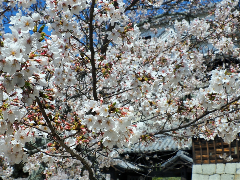 1087_松山城_愛媛