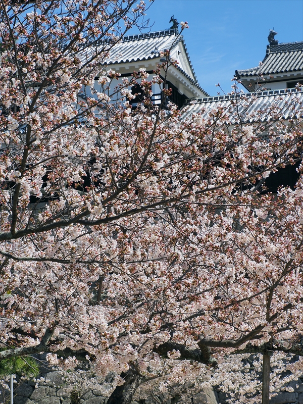 1090_松山城_愛媛