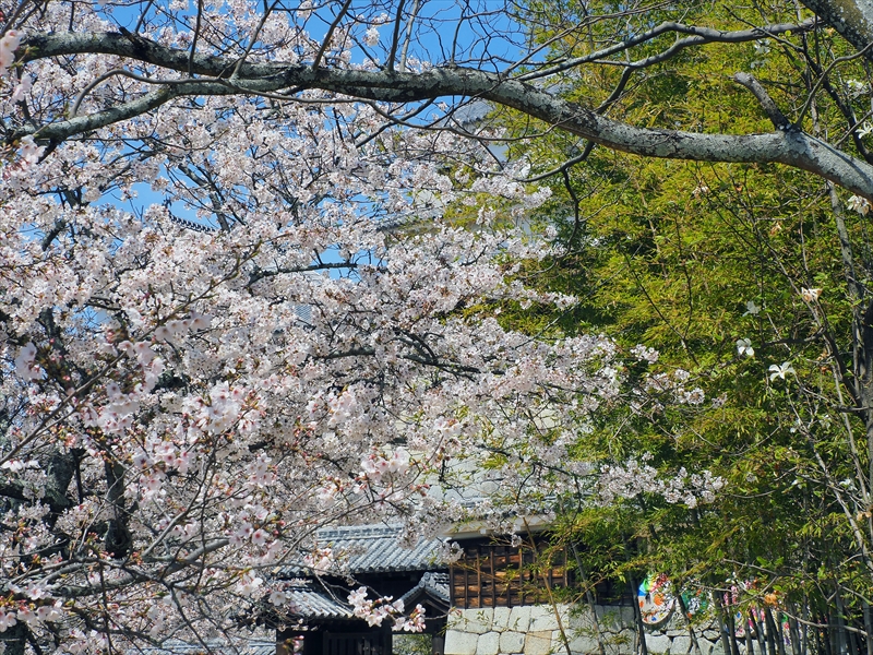 1094_松山城_愛媛