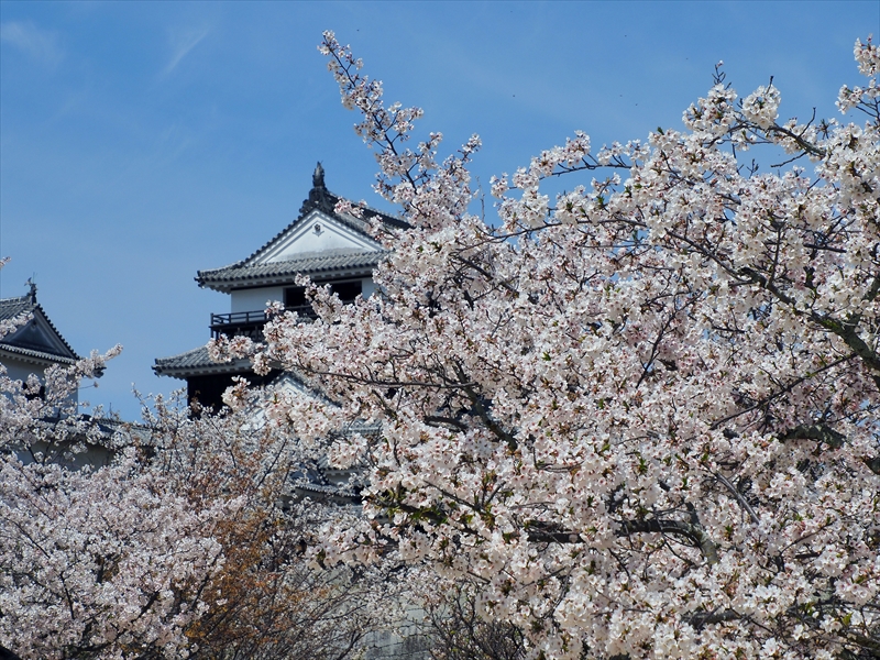 1096_松山城_愛媛