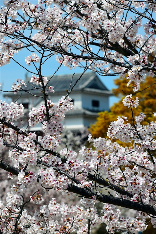 1101_松山城_愛媛