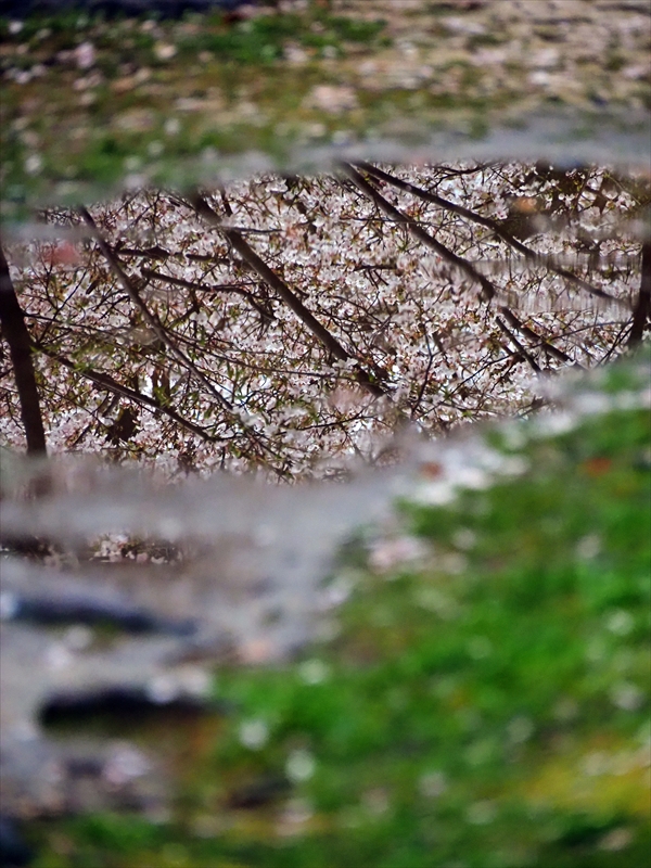 1015_広島城_広島