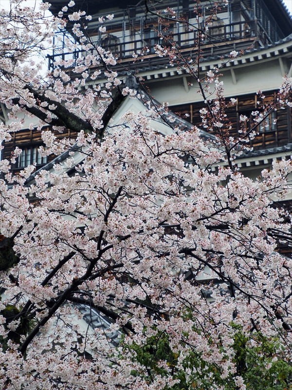 1021_広島城_広島