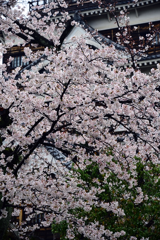 1022_広島城_広島