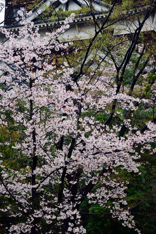 1025_広島城_広島