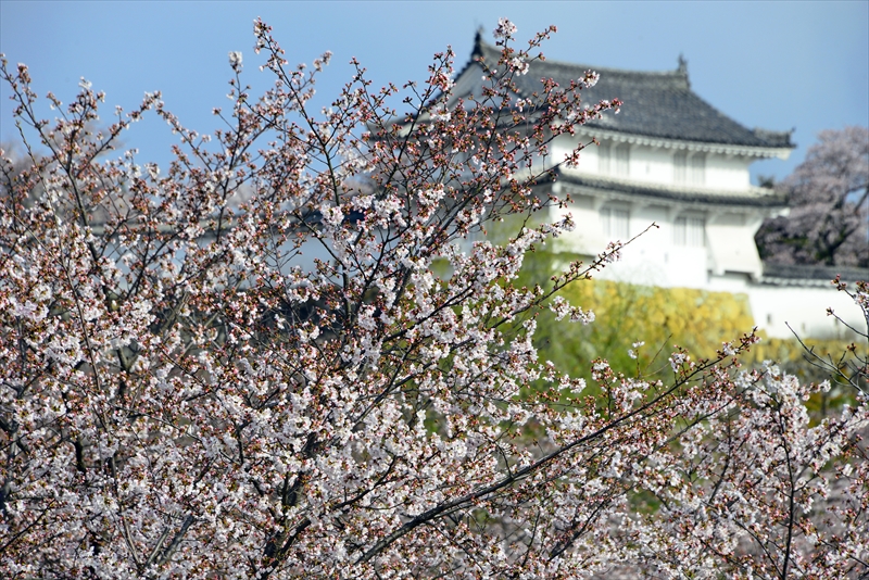 1003_姫路城_兵庫