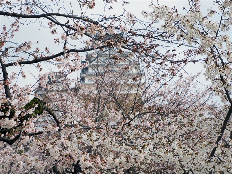 1006_姫路城_兵庫