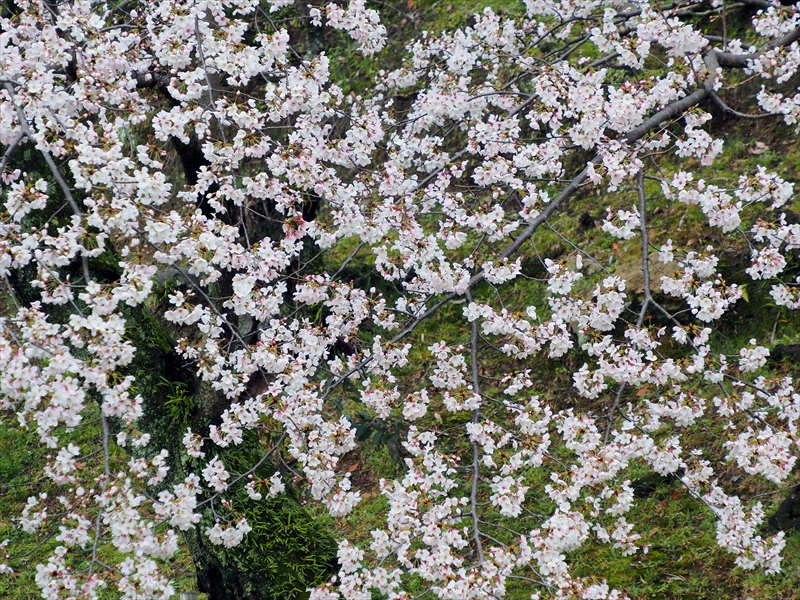 1009_姫路城_兵庫