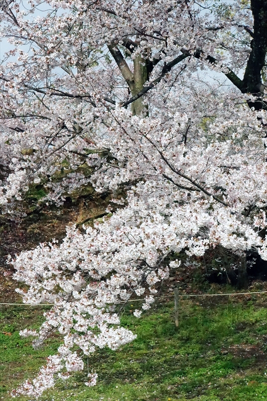 1010_姫路城_兵庫