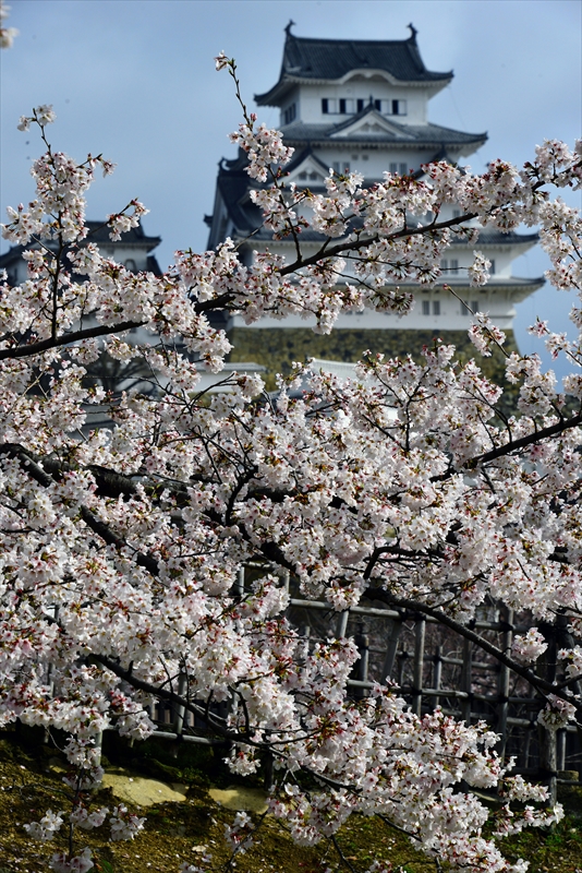 1020_姫路城_兵庫