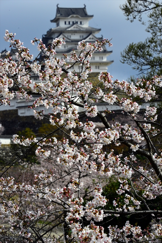 1023_姫路城_兵庫