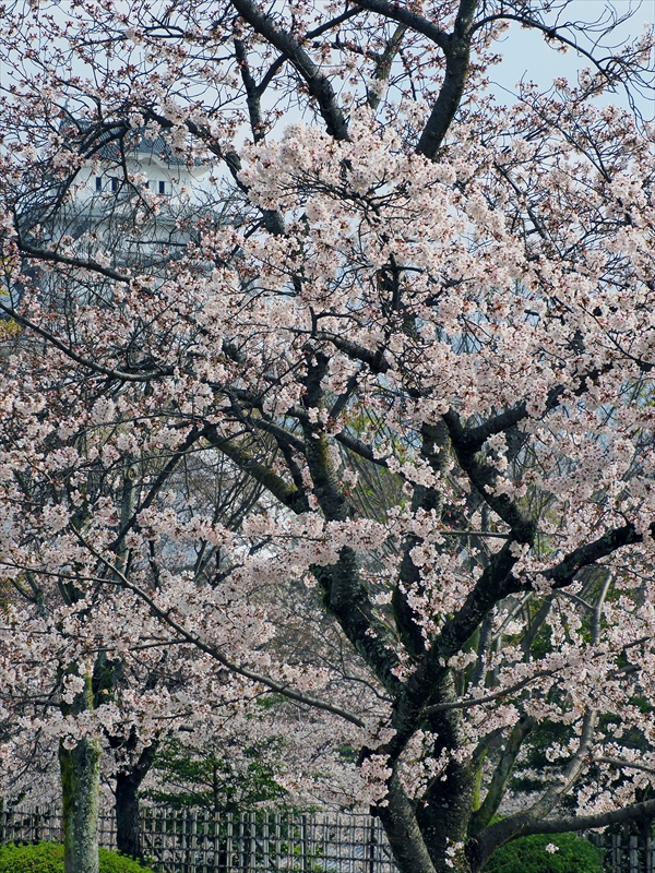 1024_姫路城_兵庫