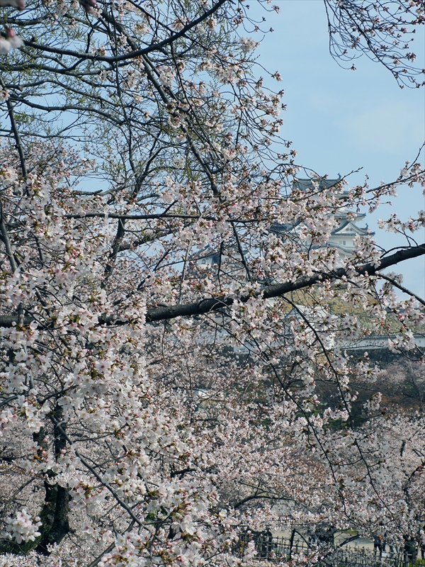 1032_姫路城_兵庫