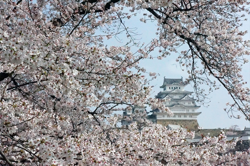 1036_姫路城_兵庫