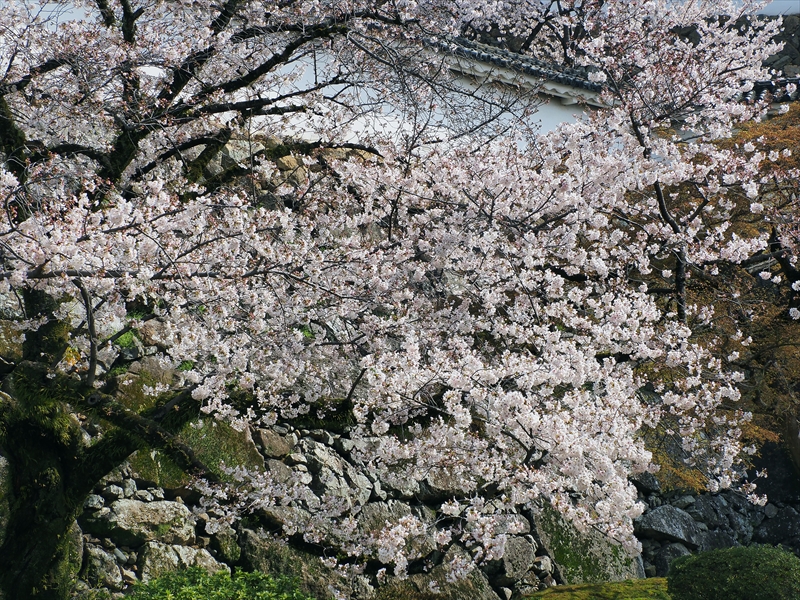 1041_姫路城_兵庫