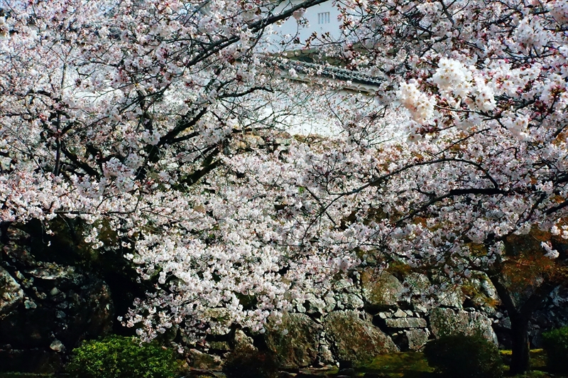 1044_姫路城_兵庫