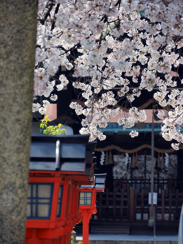 1133_洛中 六孫王神社_京都