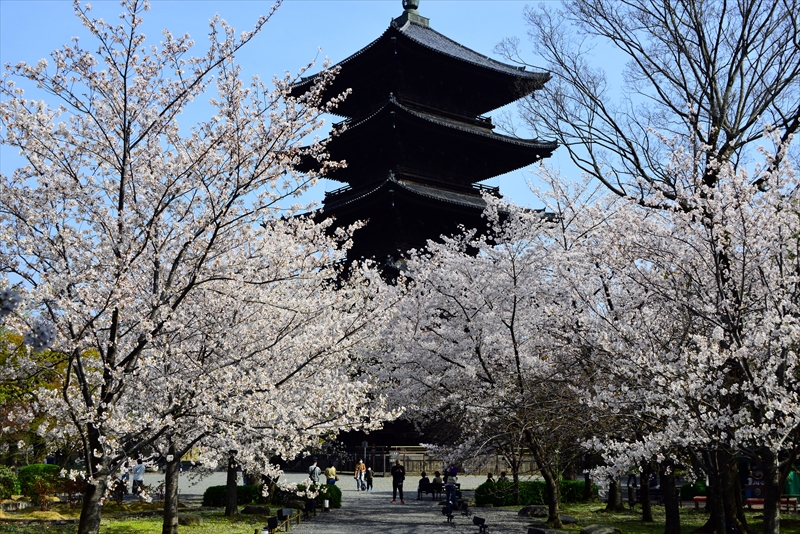 1193_洛中 東寺_京都