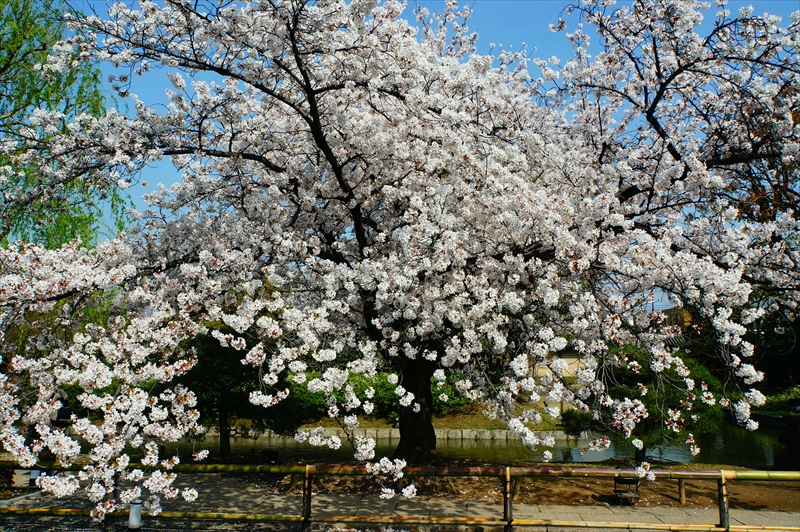 1195_洛中 東寺_京都
