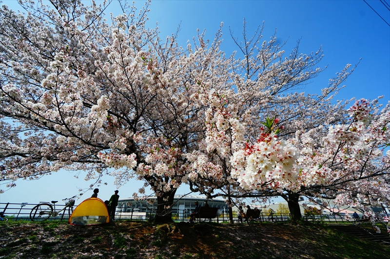 1091_新横浜公園_神奈川