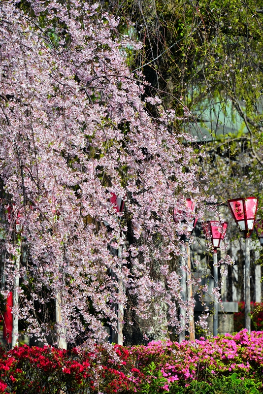 1105_三嶋大社_静岡