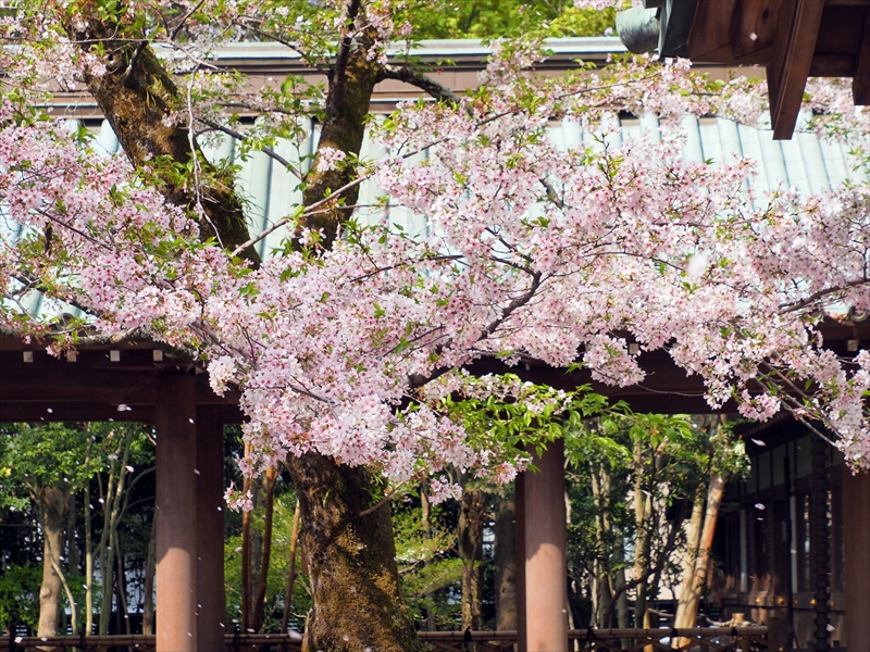 1108_三嶋大社_静岡