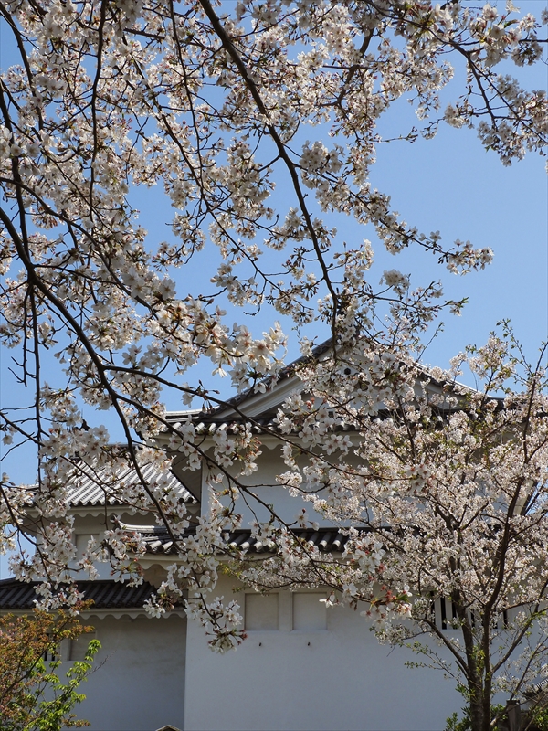 1114_駿府城_静岡