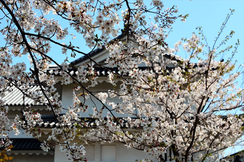 1118_駿府城_静岡