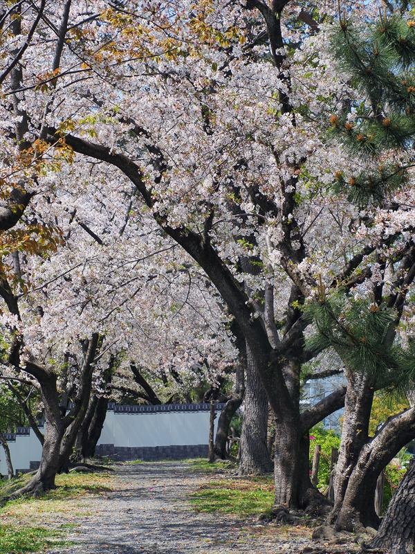 1121_駿府城_静岡