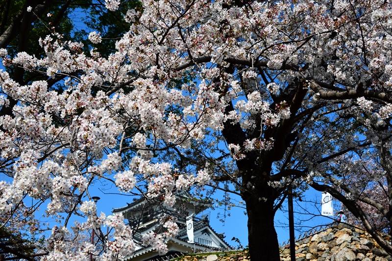 1133_浜松城_静岡