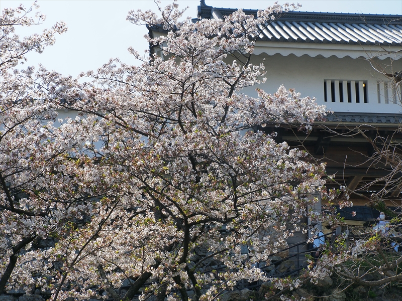 1135_浜松城_静岡