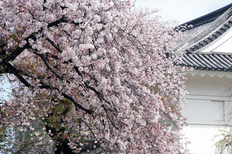 1007_小田原城_神奈川