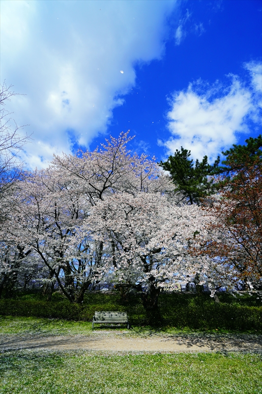 1003_霞城公園_山形