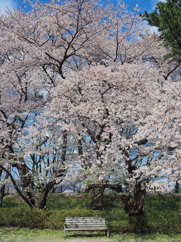 1004_霞城公園_山形