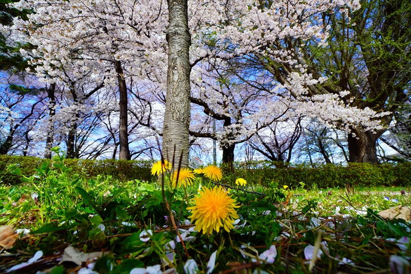 1005_霞城公園_山形