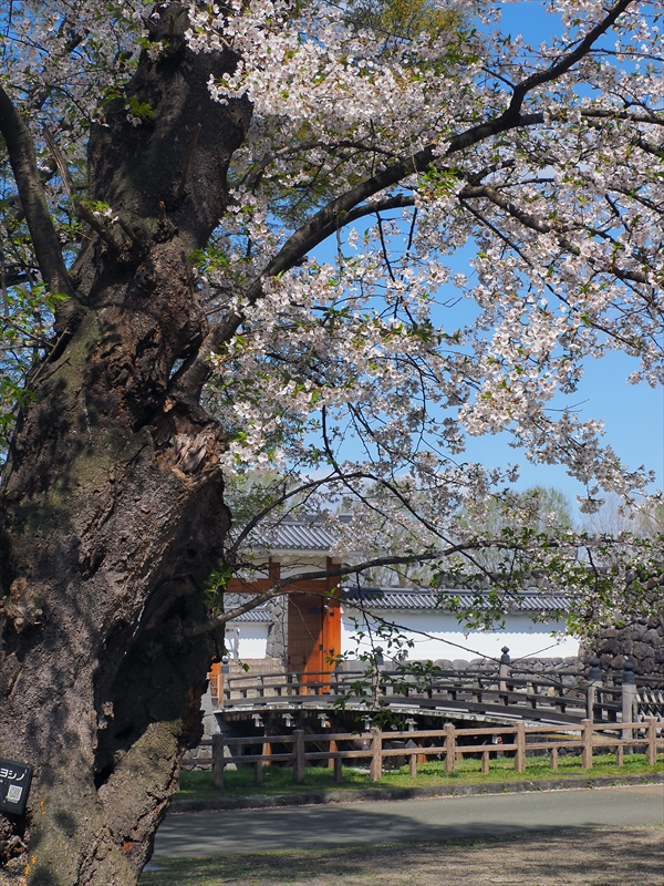1007_霞城公園_山形
