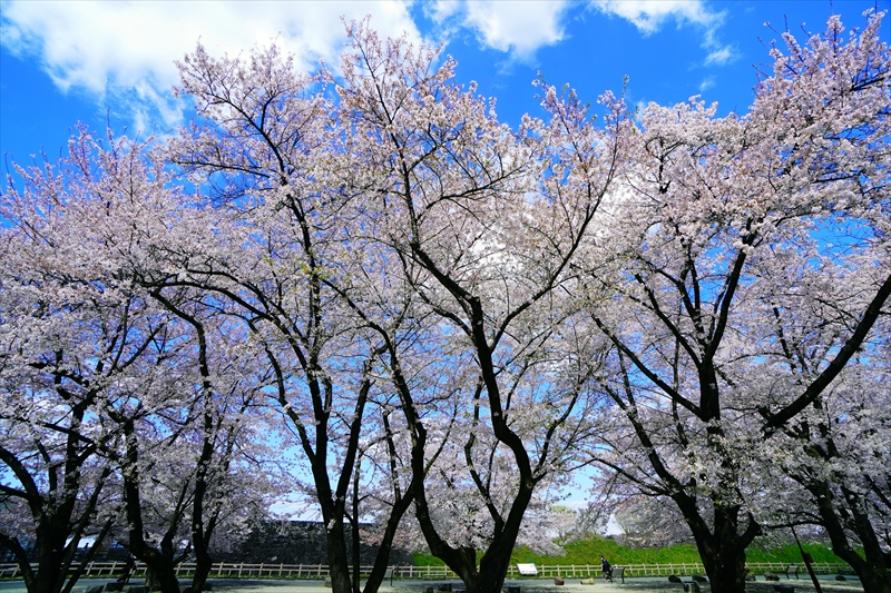 1008_霞城公園_山形