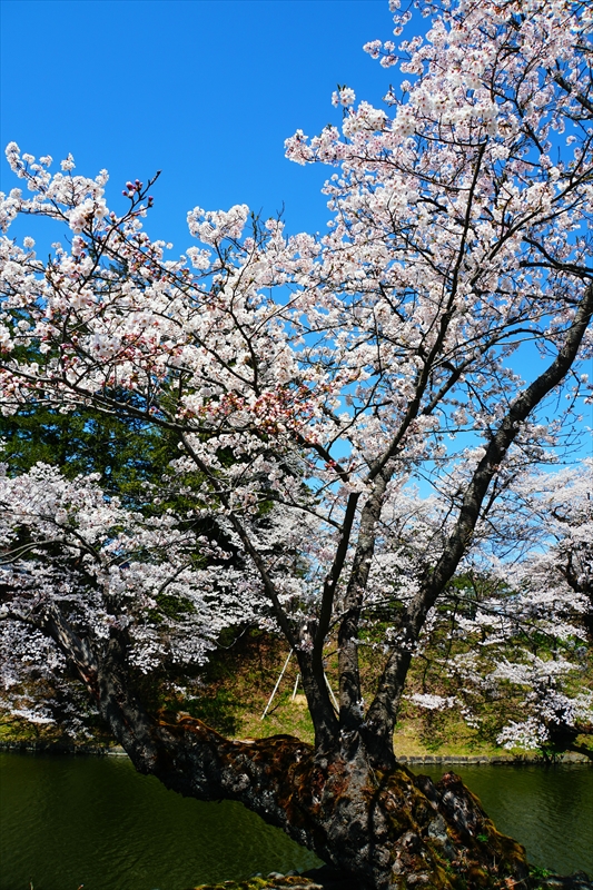 1053_上杉神社_山形