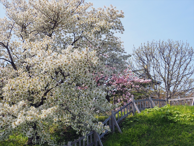 1018_松前城_北海道