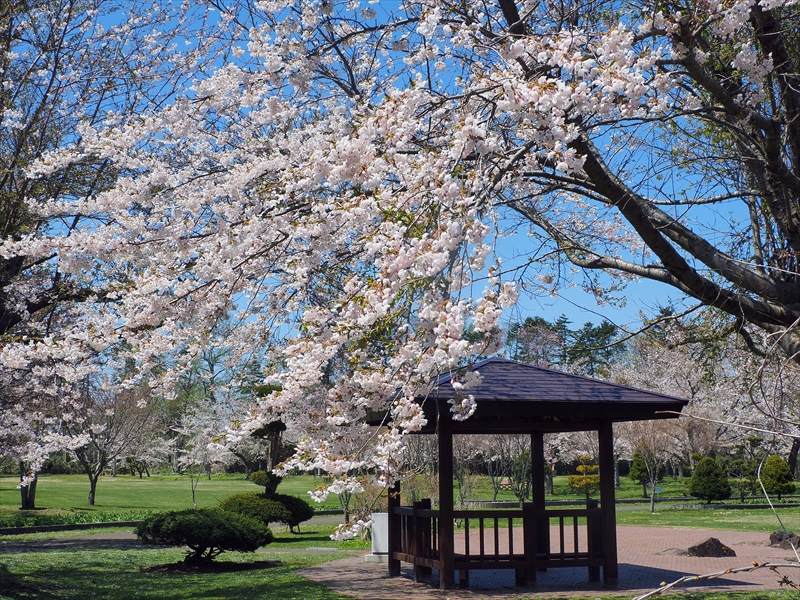 1049_八雲町さらんべ公園_北海道