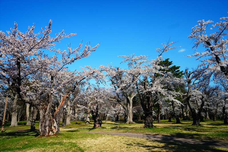 1002_森町オニウシ公園_北海道