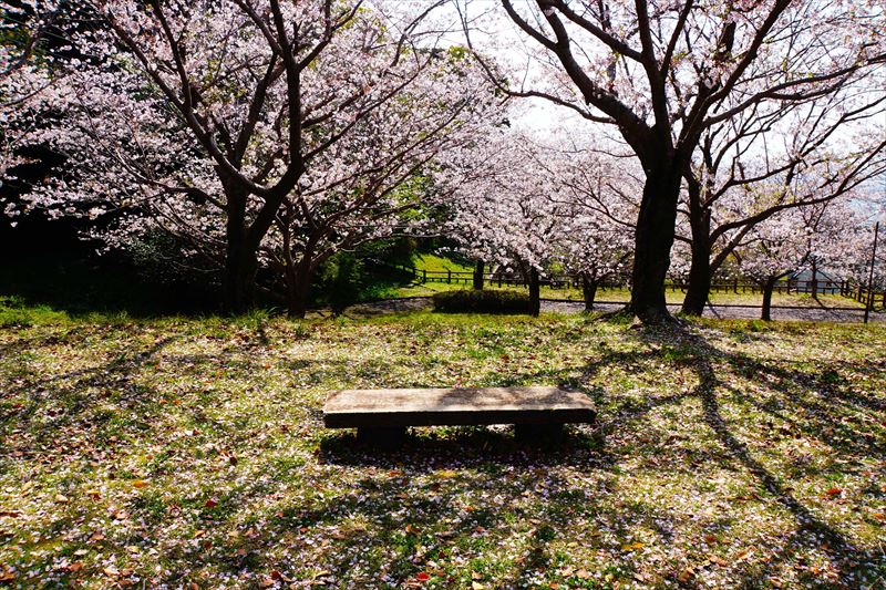 1006_多賀山公園_鹿児島