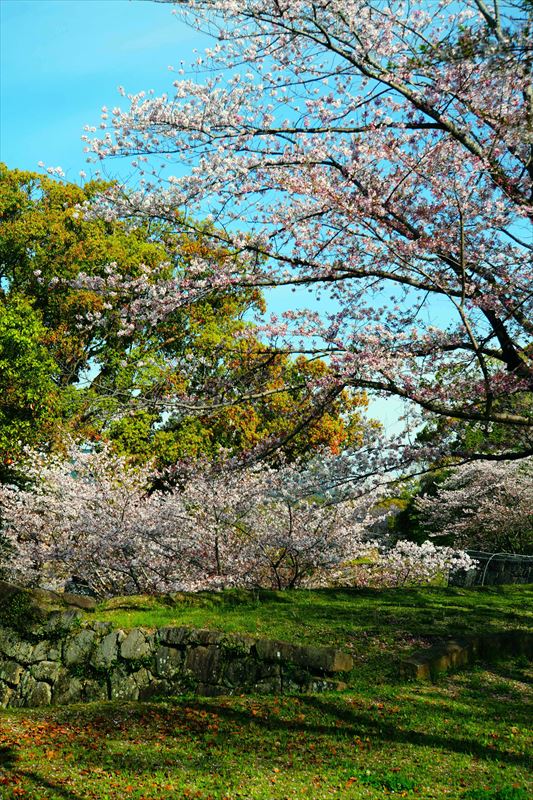 1005_熊本城_熊本