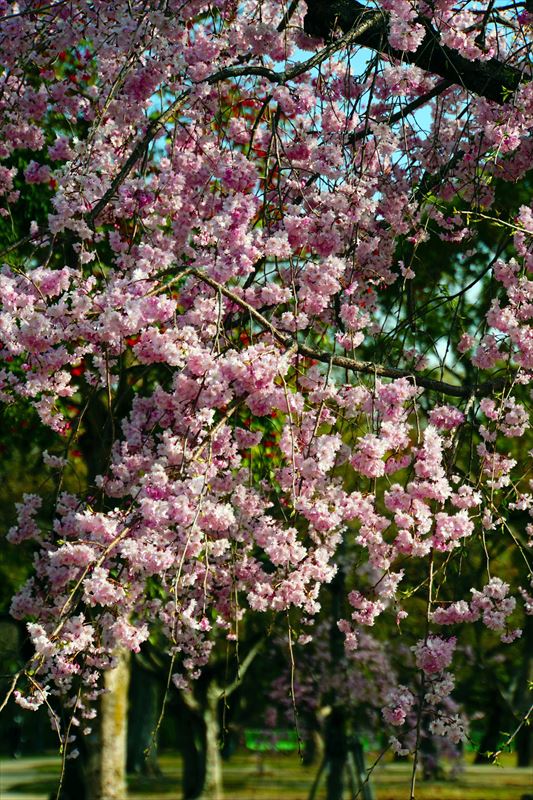 1010_熊本城_熊本