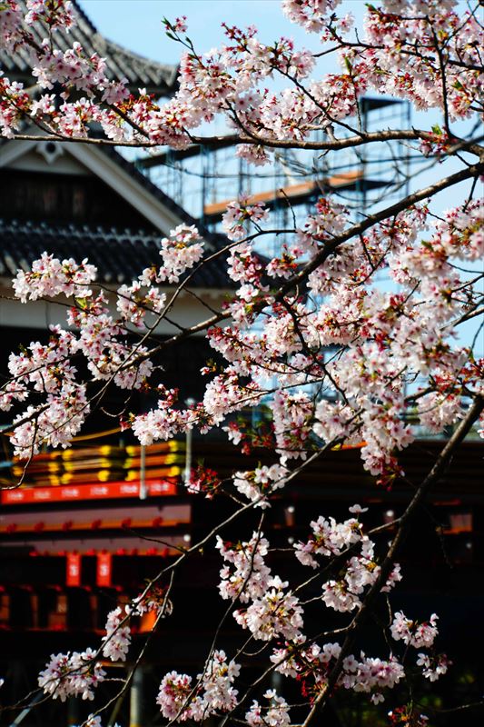 1013_熊本城_熊本