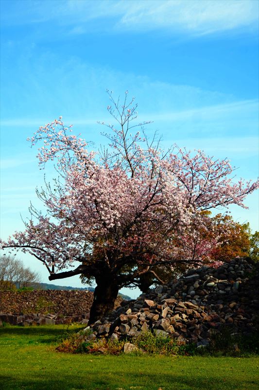 1015_熊本城_熊本