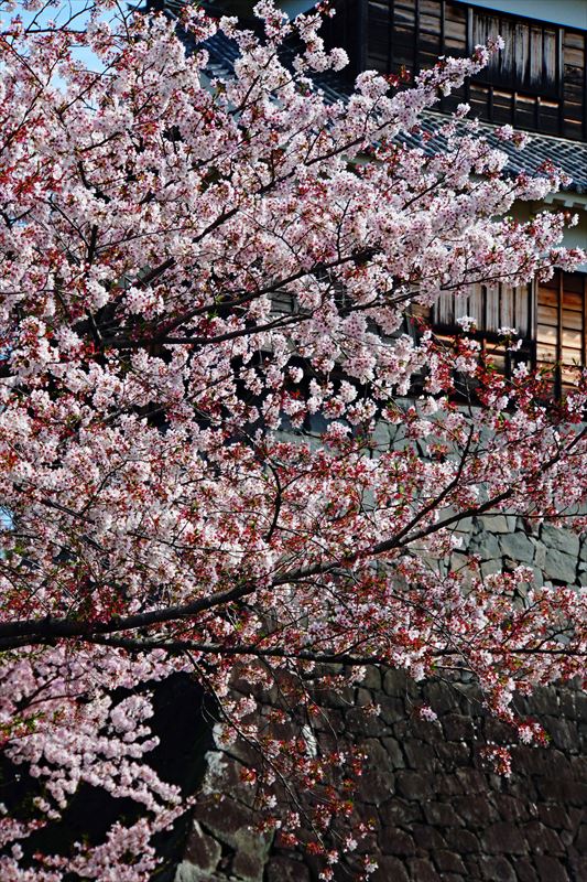 1019_熊本城_熊本