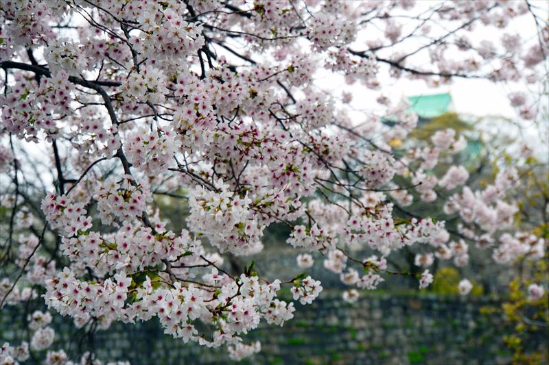 1007_大阪城_大阪
