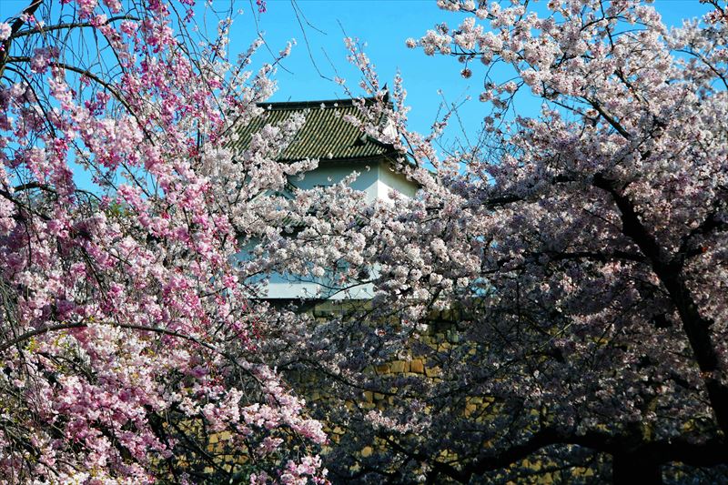 1022_大阪城_大阪